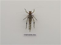 藏品(直翅目(4))的圖片